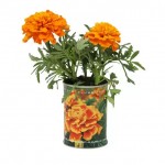 Microgiardini-tagete-494x573-1