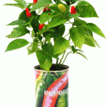 Peperoncino